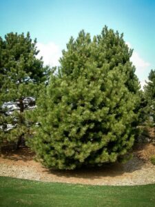 Сосна Чёрная (Pinus Nigra) купить по цене от 270.00р. в интернет-магазине «Посадика» с доставкой почтой в в Кимовске и по всей России – [изображение №1].