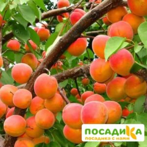 Абрикос Ветеран Севастополя купить по цене от 355р. в интернет-магазине «Посадика» с доставкой почтой в в Кимовске и по всей России – [изображение №1].