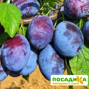 Слива Чачакская ранняя купить по цене от 229.00р. в интернет-магазине «Посадика» с доставкой почтой в в Кимовске и по всей России – [изображение №1].