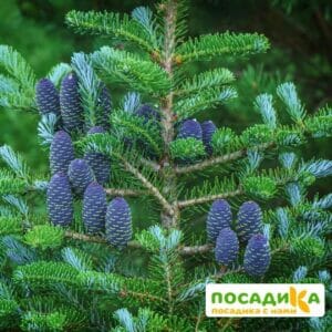 Пихта корейская (Abies koreana) купить по цене от 450.00р. в интернет-магазине «Посадика» с доставкой почтой в в Кимовске и по всей России – [изображение №1].