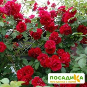 Роза плетистая Амадеус купить по цене от 399.00р. в интернет-магазине «Посадика» с доставкой почтой в в Кимовске и по всей России – [изображение №1].