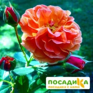 Роза Арабия купить по цене от 350.00р. в интернет-магазине «Посадика» с доставкой почтой в в Кимовске и по всей России – [изображение №1].