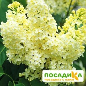 Сирень Примроуз (Primrose) купить по цене от 529.00р. в интернет-магазине «Посадика» с доставкой почтой в в Кимовске и по всей России – [изображение №1].