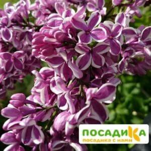 Сирень Сенсация купить по цене от 529.00р. в интернет-магазине «Посадика» с доставкой почтой в в Кимовске и по всей России – [изображение №1].