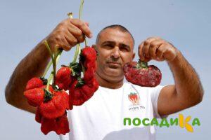 Клубника Гигант Джорнея купить по цене от 266р. в интернет-магазине «Посадика» с доставкой почтой в в Кимовске и по всей России – [изображение №1].