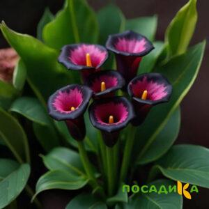 Калла Аура Лейс купить по цене от 400р. в интернет-магазине «Посадика» с доставкой почтой в в Кимовске и по всей России – [изображение №1].