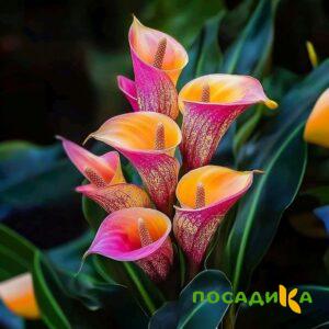 Калла Оникс купить по цене от 450р. в интернет-магазине «Посадика» с доставкой почтой в в Кимовске и по всей России – [изображение №1].