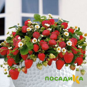 Клубника Рубиновый Шепот (горшечная) купить по цене от 240р. в интернет-магазине «Посадика» с доставкой почтой в в Кимовске и по всей России – [изображение №1].