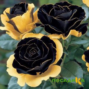Роза Ханни Сикл купить по цене от 700р. в интернет-магазине «Посадика» с доставкой почтой в в Кимовске и по всей России – [изображение №1].