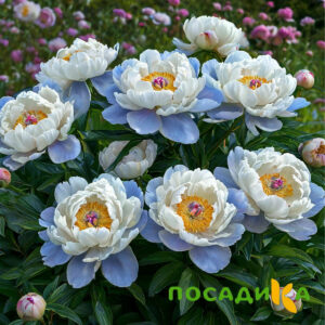 Пион акварельный Этюд купить по цене от 806р. в интернет-магазине «Посадика» с доставкой почтой в в Кимовске и по всей России – [изображение №1].