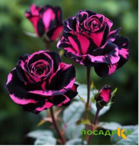 Роза Багровый Шепот купить по цене от 366р. в интернет-магазине «Посадика» с доставкой почтой в в Кимовске и по всей России – [изображение №1].
