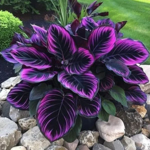 Хоста Люминоза купить по цене от 450р. в интернет-магазине «Посадика» с доставкой почтой в в Кимовске и по всей России – [изображение №1].