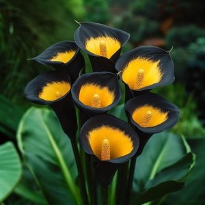 Калла Легато купить по цене от 620р. в интернет-магазине «Посадика» с доставкой почтой в в Кимовске и по всей России – [изображение №1].