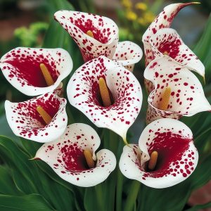 Калла Эмпайр купить по цене от 302р. в интернет-магазине «Посадика» с доставкой почтой в в Кимовске и по всей России – [изображение №1].