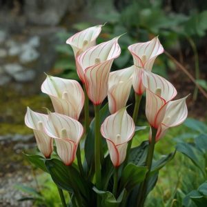 Калла Глейшер купить по цене от 299р. в интернет-магазине «Посадика» с доставкой почтой в в Кимовске и по всей России – [изображение №1].