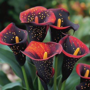 Калла Нуар купить по цене от 299р. в интернет-магазине «Посадика» с доставкой почтой в в Кимовске и по всей России – [изображение №1].