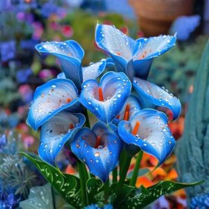 Калла Портрейт купить по цене от 292р. в интернет-магазине «Посадика» с доставкой почтой в в Кимовске и по всей России – [изображение №1].