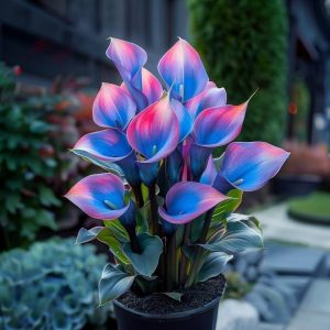 Калла Импрессия купить по цене от 590р. в интернет-магазине «Посадика» с доставкой почтой в в Кимовске и по всей России – [изображение №1].