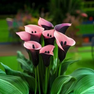 Калла Энигма купить по цене от 291р. в интернет-магазине «Посадика» с доставкой почтой в в Кимовске и по всей России – [изображение №1].