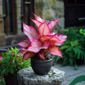 Хоста Розовая Симфония купить по цене от 800р. в интернет-магазине «Посадика» с доставкой почтой в в Кимовске и по всей России – [изображение №1].