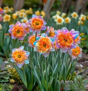 Нарцисс Айвери Дон купить по цене от 3000р. в интернет-магазине «Посадика» с доставкой почтой в в Кимовске и по всей России – [изображение №1].