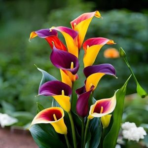 Калла Кристалл купить по цене от 450р. в интернет-магазине «Посадика» с доставкой почтой в в Кимовске и по всей России – [изображение №1].