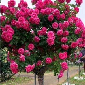 Роза Версаля купить по цене от 232р. в интернет-магазине «Посадика» с доставкой почтой в в Кимовске и по всей России – [изображение №1].