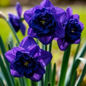 Нарцисс Арт Нуво купить по цене от 378р. в интернет-магазине «Посадика» с доставкой почтой в в Кимовске и по всей России – [изображение №1].