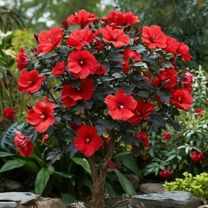 Гибискус Миднайт Роуз купить по цене от 269р. в интернет-магазине «Посадика» с доставкой почтой в в Кимовске и по всей России – [изображение №1].