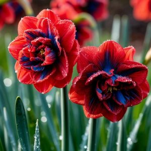 Нарцисс Эрличе купить по цене от 386р. в интернет-магазине «Посадика» с доставкой почтой в в Кимовске и по всей России – [изображение №1].