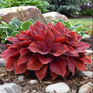 Хоста Рэд Эйнджл купить по цене от 549р. в интернет-магазине «Посадика» с доставкой почтой в в Кимовске и по всей России – [изображение №1].