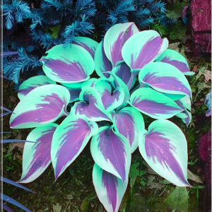 Хоста Висперин Бьюти купить по цене от 379р. в интернет-магазине «Посадика» с доставкой почтой в в Кимовске и по всей России – [изображение №1].