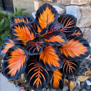 Хоста Сикрет Форест купить по цене от 601р. в интернет-магазине «Посадика» с доставкой почтой в в Кимовске и по всей России – [изображение №1].