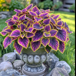 Хоста Рейдянт Чарм купить по цене от 365р. в интернет-магазине «Посадика» с доставкой почтой в в Кимовске и по всей России – [изображение №1].