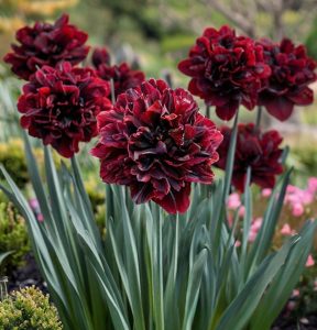 Нарцисс Малиновая Вуаль купить по цене от 3000р. в интернет-магазине «Посадика» с доставкой почтой в в Кимовске и по всей России – [изображение №1].