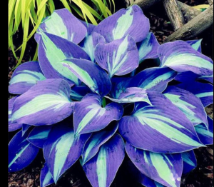 Хоста Аурелия купить по цене от 450р. в интернет-магазине «Посадика» с доставкой почтой в в Кимовске и по всей России – [изображение №1].